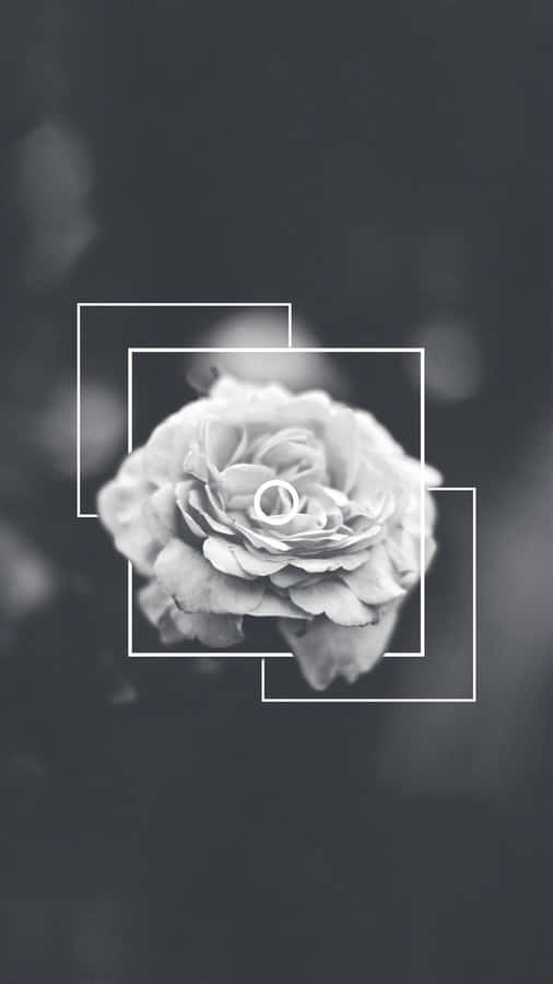 Aesthetic Monochrome Rose Tumblr Photography Iphone Wallpaper