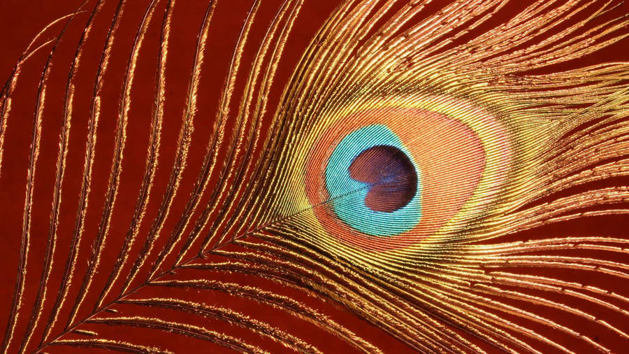 Aesthetic Mor Pankh On A Golden Stem Wallpaper