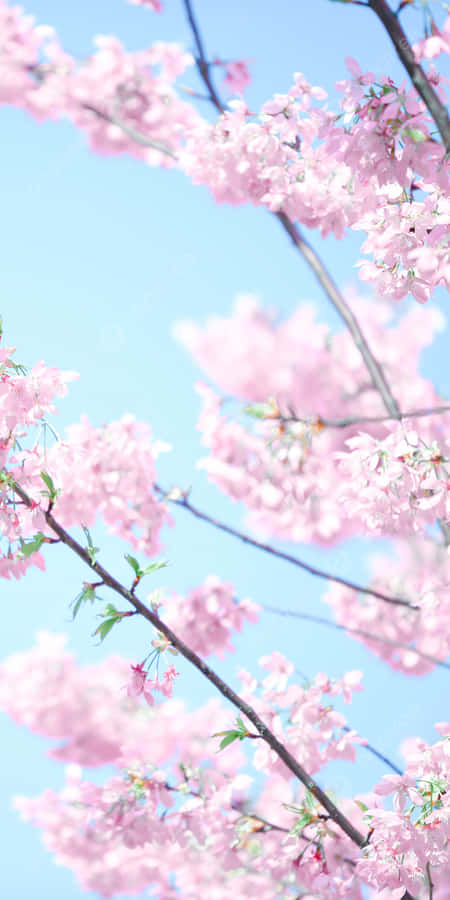 Aesthetic Pink Anime Phone Wallpaper