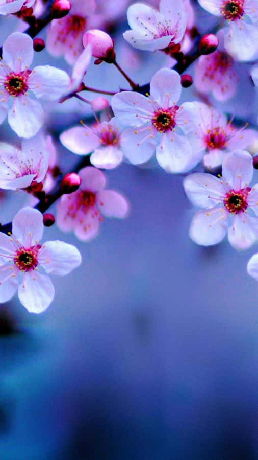 Aesthetic Pink Cherry Blossom In The Sunlight Wallpaper
