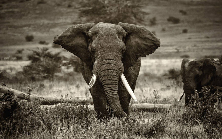 African Elephant Standing In The Shadow Of Its Mother Wallpaper