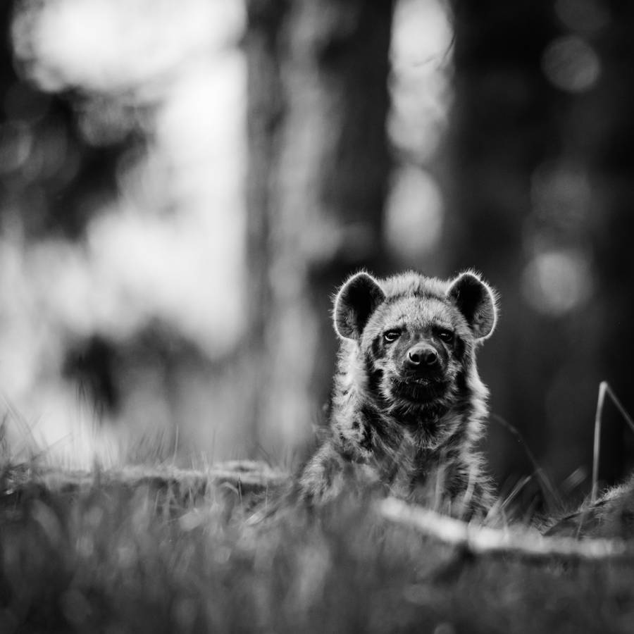 African Hyena Grayscale Wallpaper
