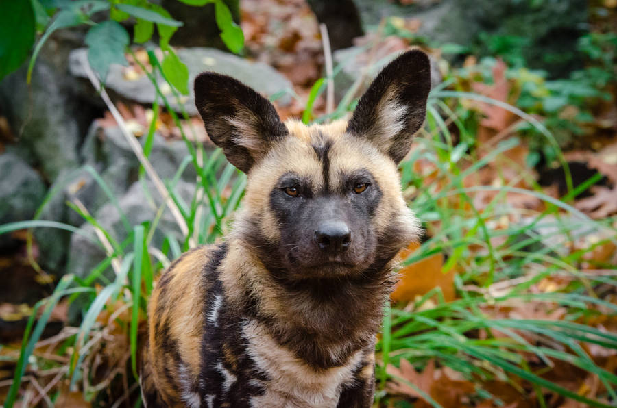 African Wild Dog Wallpaper