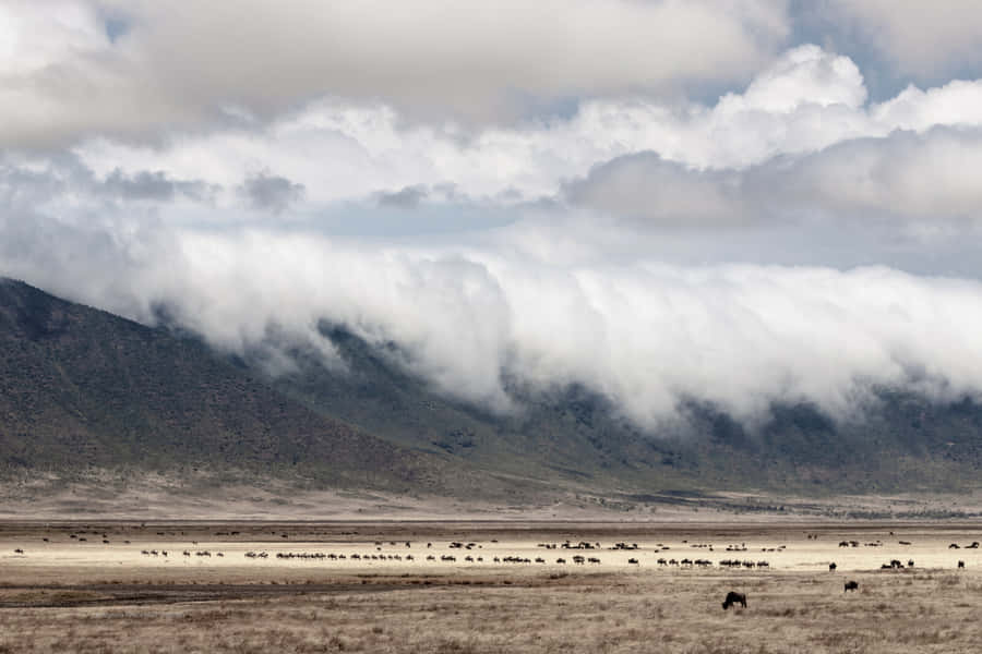 African Wildlife At The Northern Tanzania Ngorongoro Crater Wallpaper