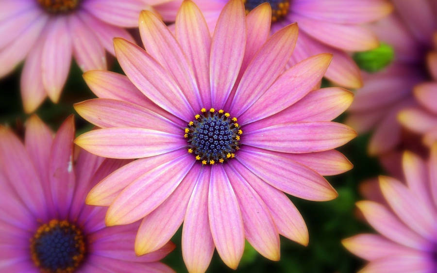 African Yellow And Purple Daisies Wallpaper