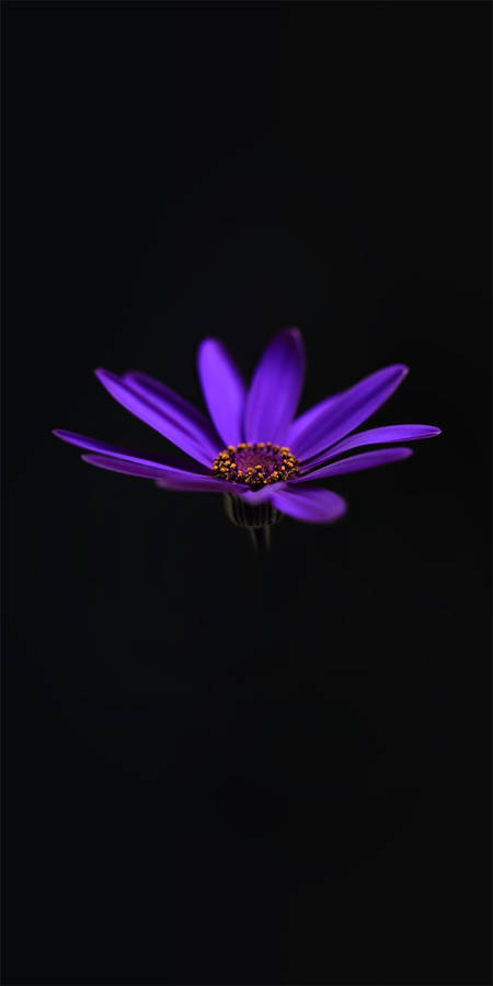 Alcatel Purple Water Lily Wallpaper