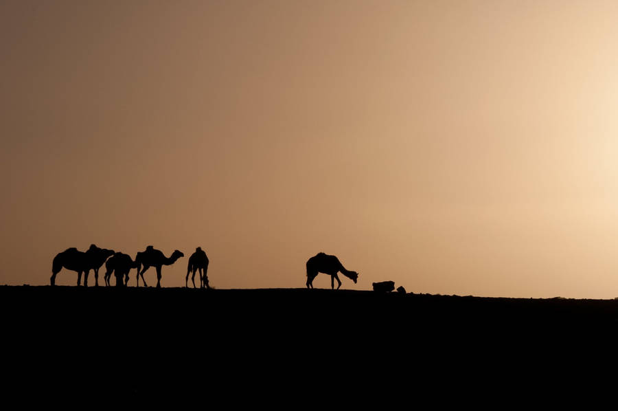Algeria Desert Caravan Wallpaper