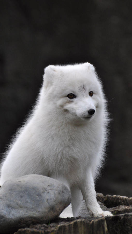 Alone Fuzzy White Fox Wallpaper