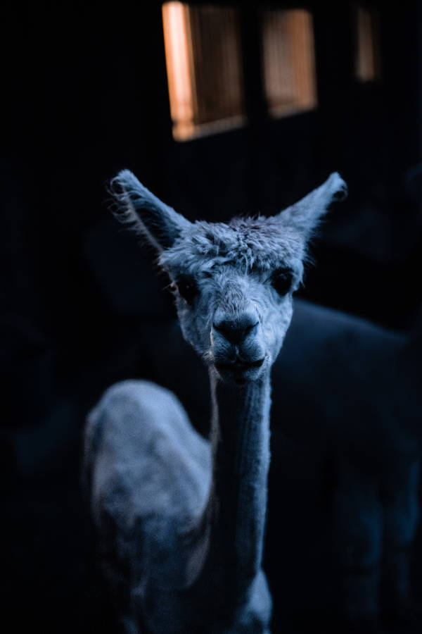 Alpaca Dim Light Wallpaper