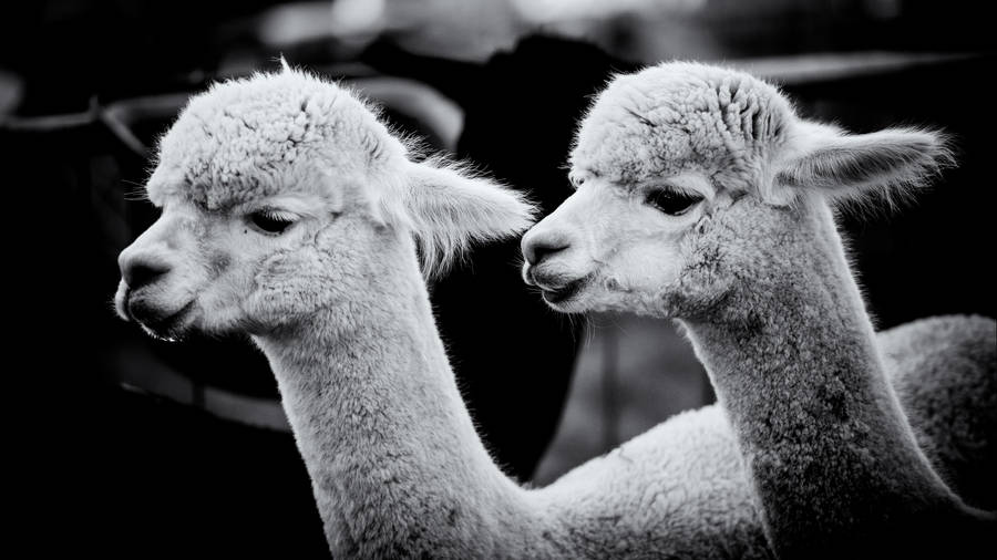 Alpaca Grayscale Photo Wallpaper