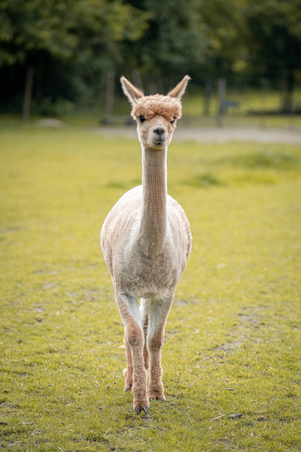 Alpaca Walking Forward Wallpaper