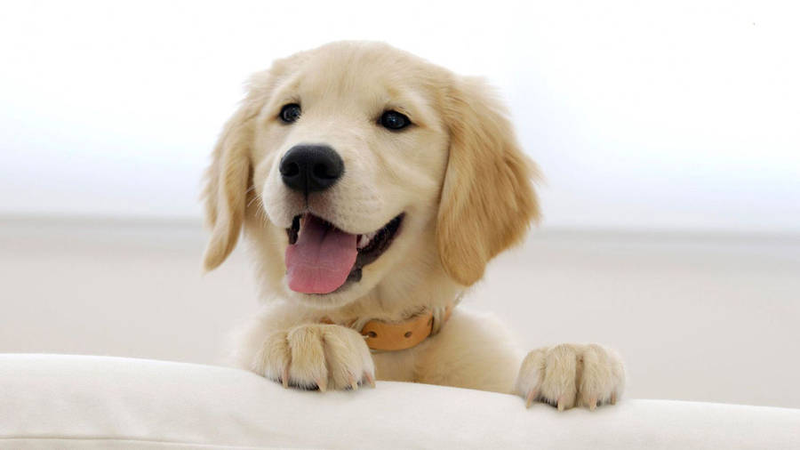 American Golden Retriever Puppy Wallpaper