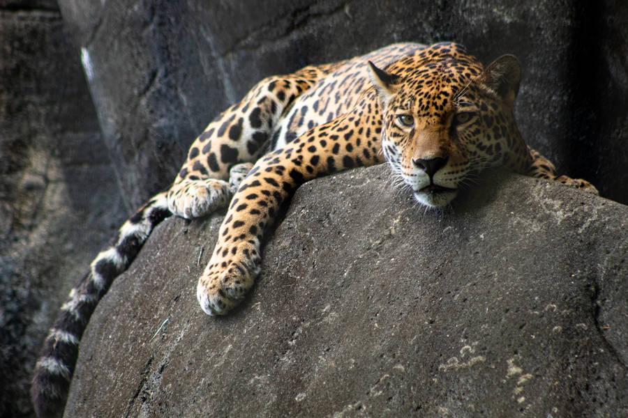 American Jaguar Wallpaper