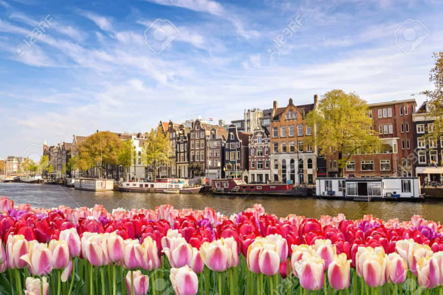 Amsterdam Tulips In The Canal With Buildings Stock Photo - 6279 Wallpaper