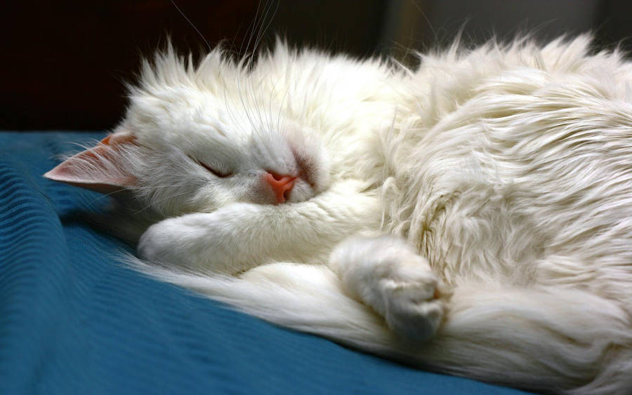 An Elegant White Cat Lounging At Home Wallpaper