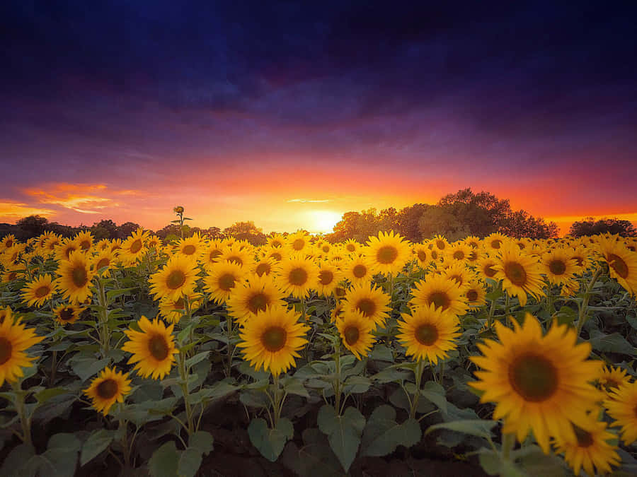 An Exquisite And Dark Sunflower Wallpaper