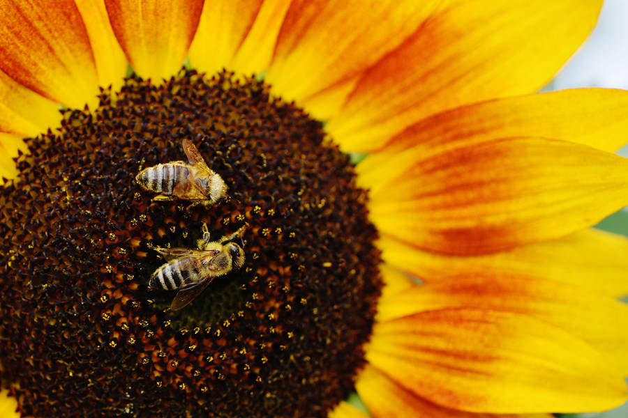 An Orange Sunflower Blooming In The Sunshine, Surrounded By Colorful Bees Wallpaper