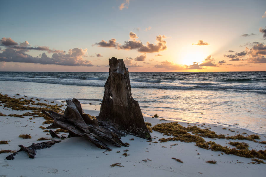 An Unusual Sight At The Beach Wallpaper