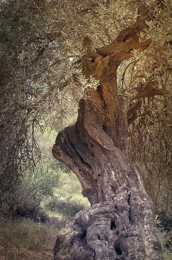 An Uplifting View Of An Olive Tree Wallpaper