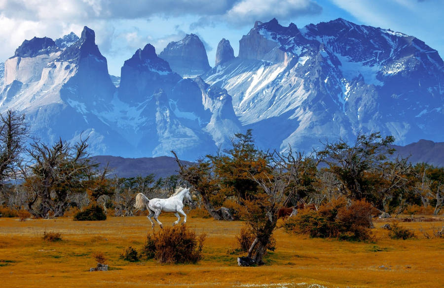 Animal Horse Patagonia Chile Mountain Landscape Torres Del Paine National Park Hd Wallpaper | Background Image Wallpaper