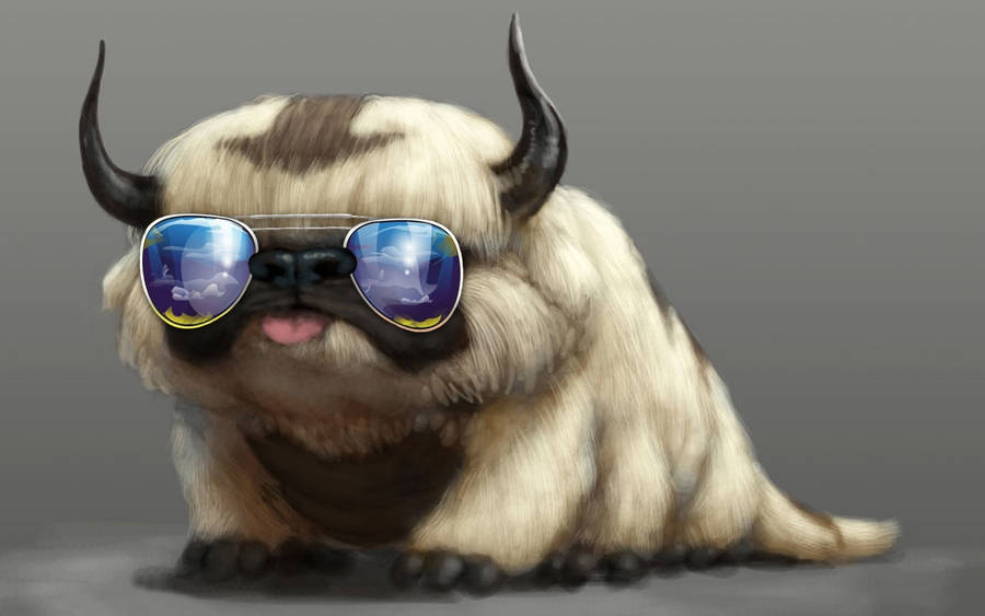 Appa Wearing Sunglasses Wallpaper