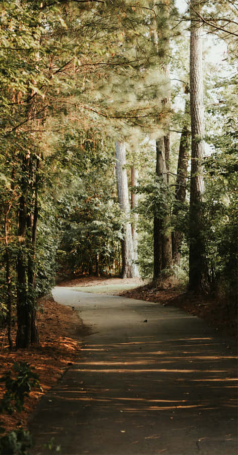 Appreciate Nature's Beauty Wallpaper