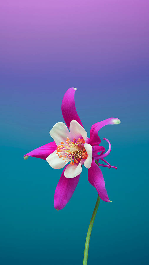 Aquilegia Cultorum Ios 6 Wallpaper