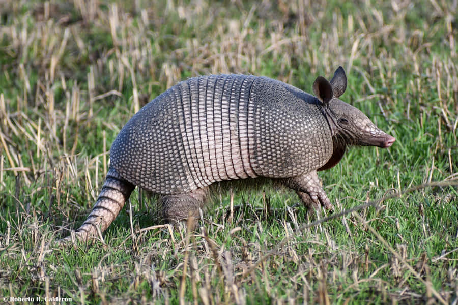 Armadilloin Grassland.jpg Wallpaper