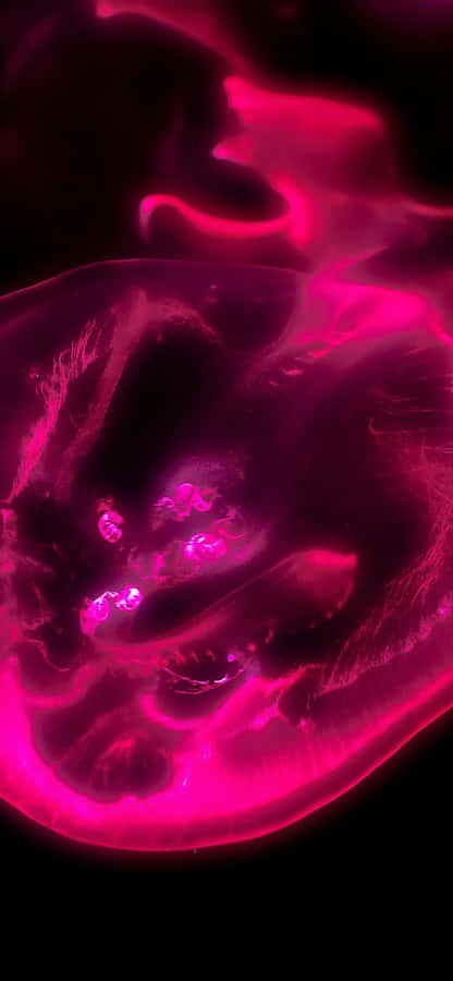 Aura In Black And Pink Iphone Wallpaper