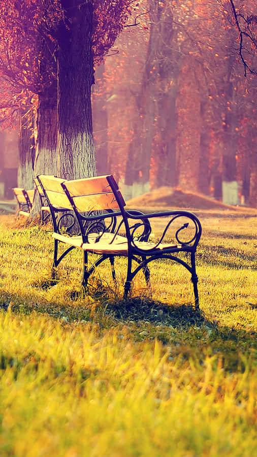 Autumn Empty Bench Nature Android Hd Wallpaper