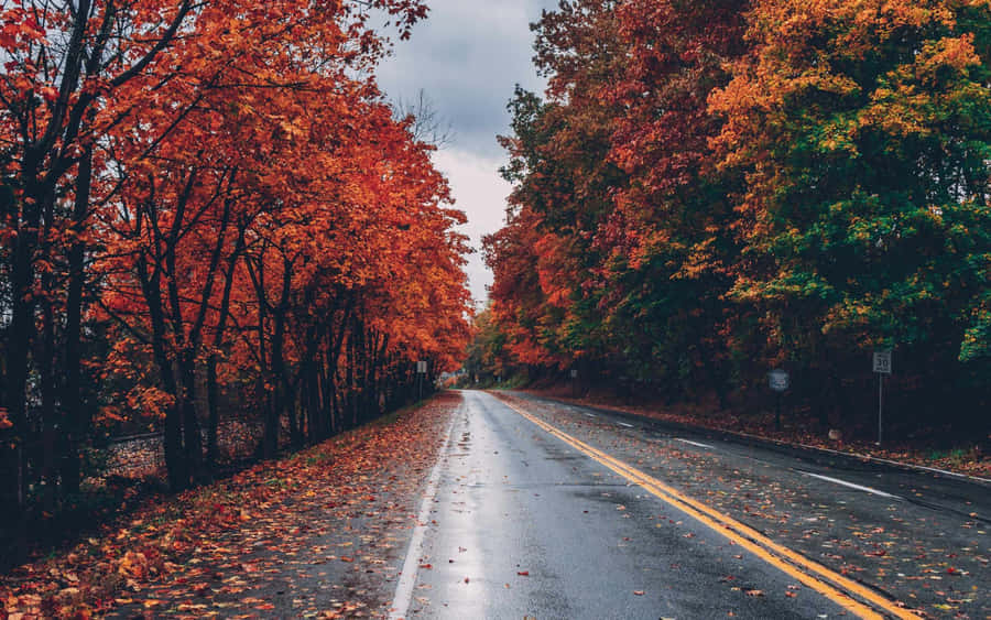 Autumn Road Foliage Wet Pavement Wallpaper