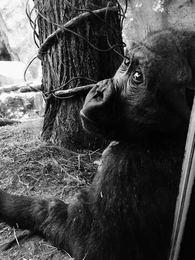 Baby Black Gorilla Iphone Wallpaper