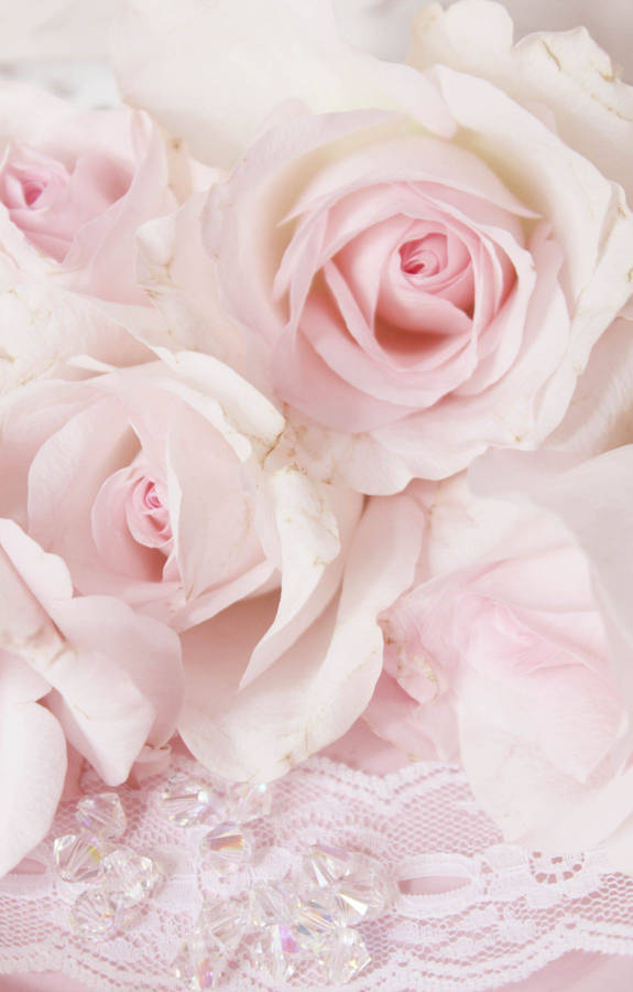 Baby Pink Roses Wallpaper