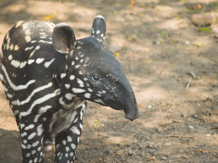 Baby Tapirin Habitat.jpg Wallpaper