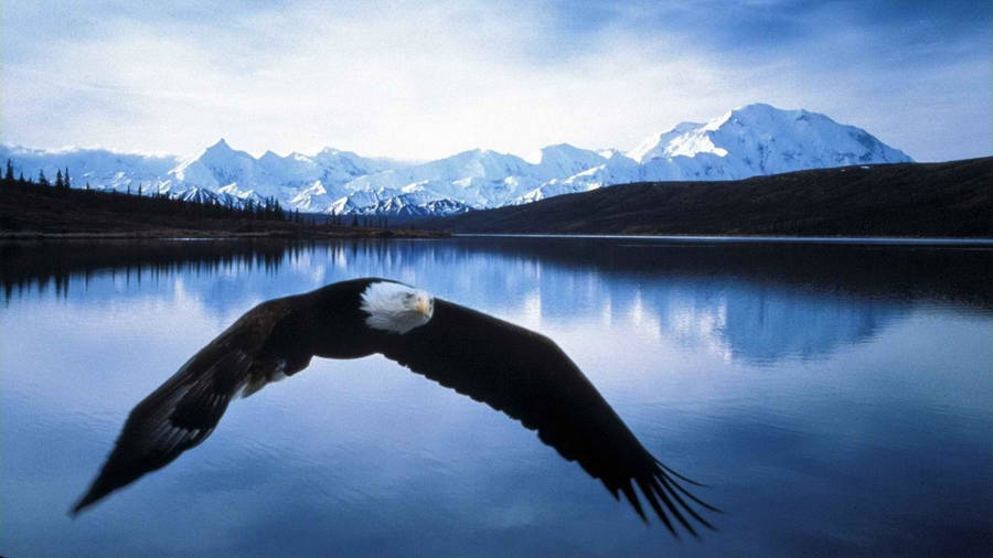 Bald Eagle Gliding Over Lake Wallpaper