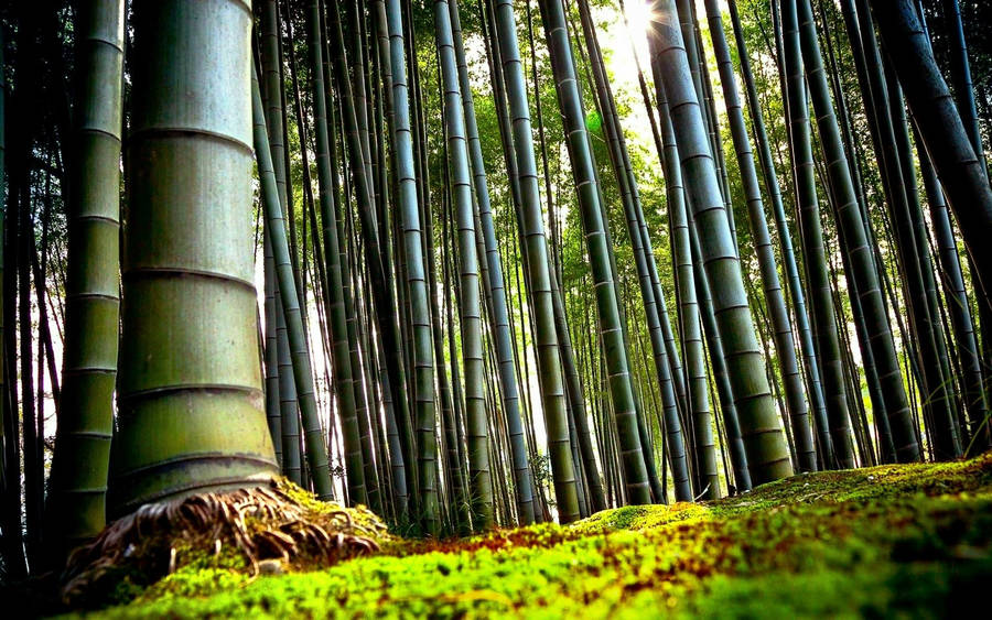 Bamboo 4k Nature Forest Aesthetic Wallpaper