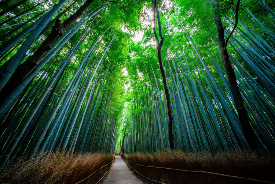 Bamboo Forest In Kyoto, Japan Wallpaper