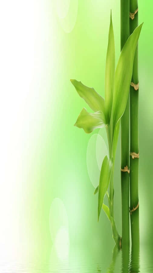 Bamboo Stems In Water With Green Background Wallpaper