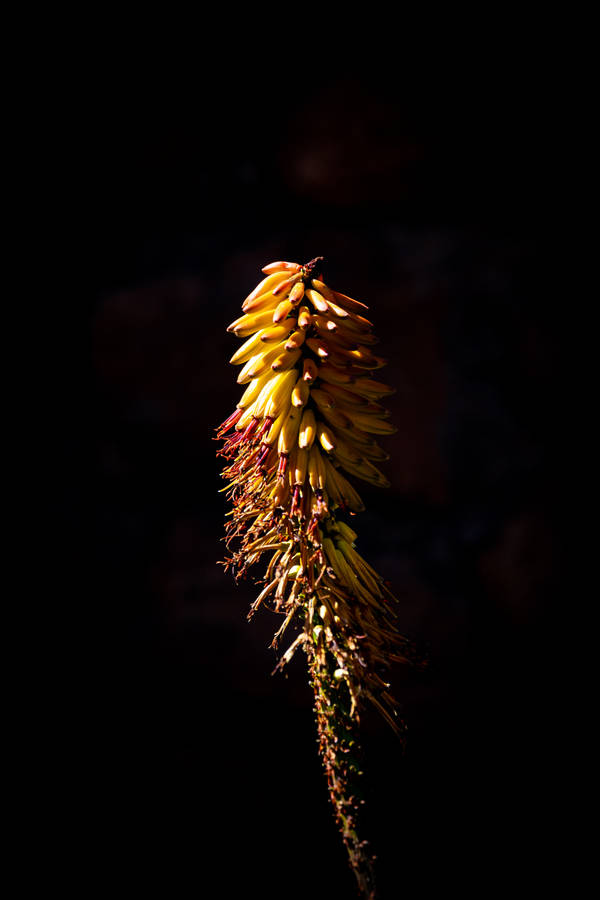 Banana Bunch On Stalk Wallpaper