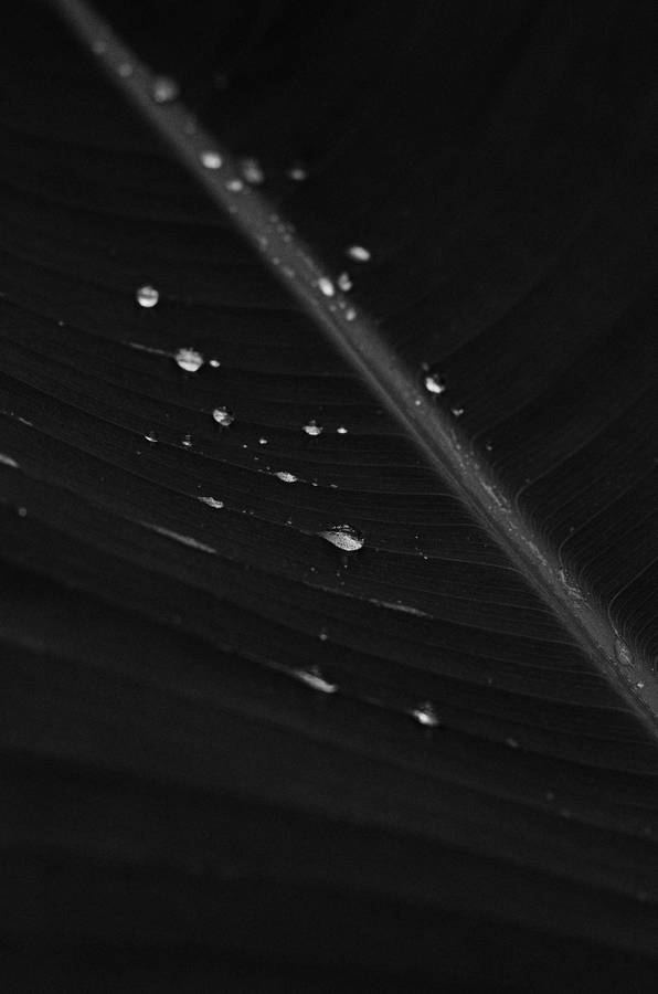 Banana Leaf Grayscale Wallpaper