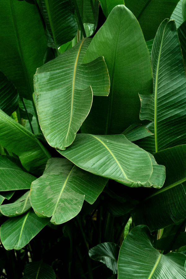 Banana Leaves On Forest Wallpaper