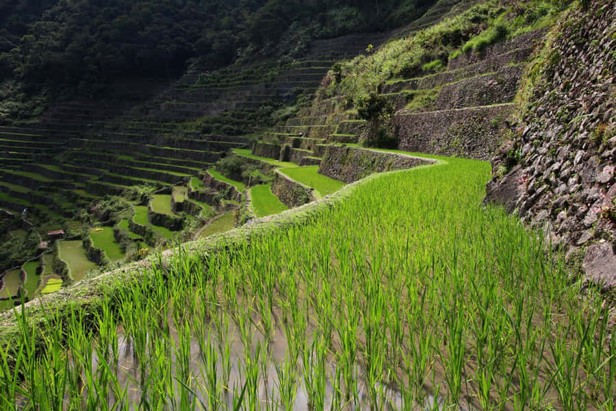 Banaue Rice Terraces Perspective Angle Shot Wallpaper