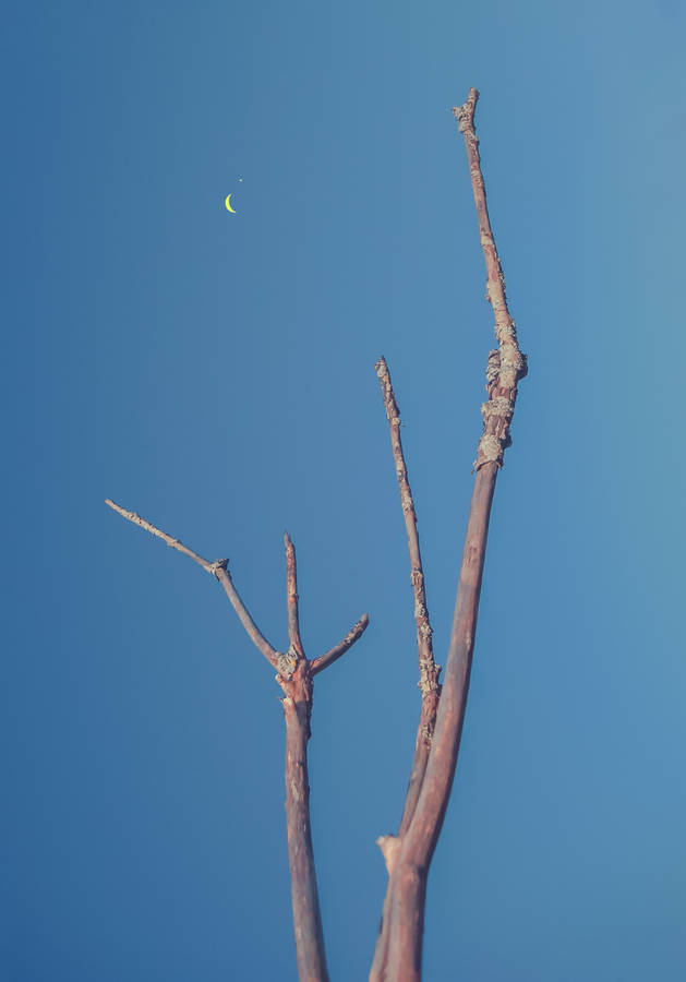 Barren Tree Pointing At Crescent Moon Wallpaper