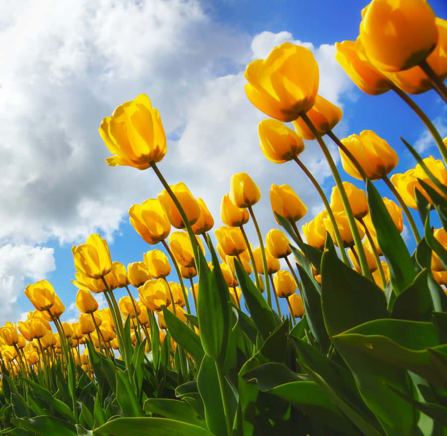 Be At One With Nature This Spring With Your Ipad Wallpaper