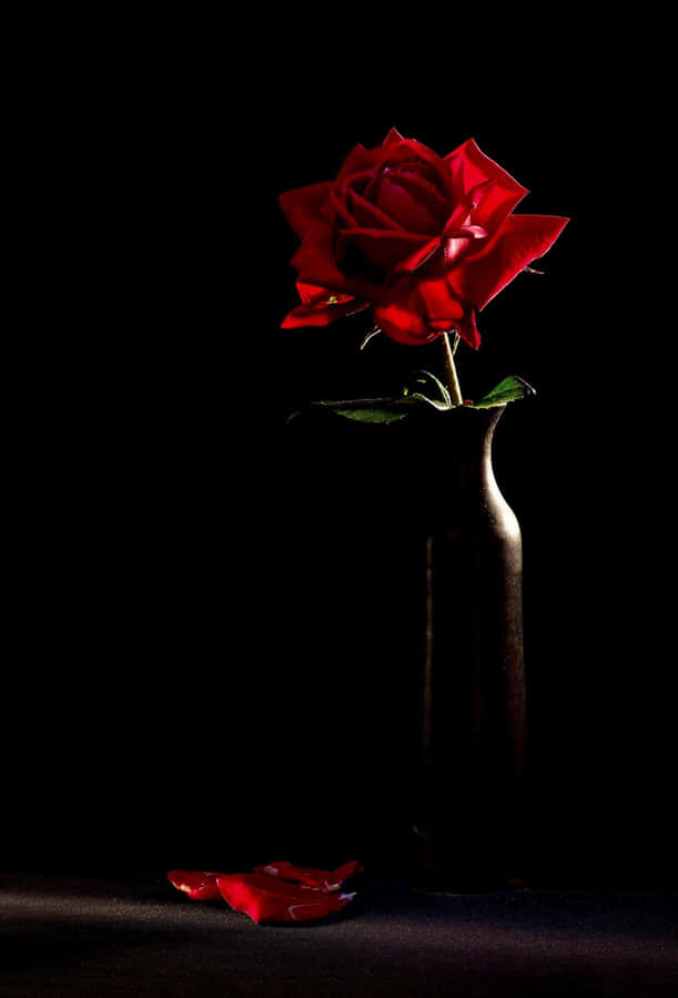 Beautiful And Unique Black Rose Wallpaper