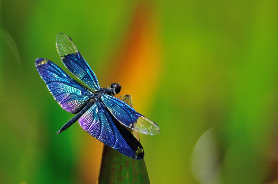 Beautiful Blue Demoiselle Dragonfly Wallpaper