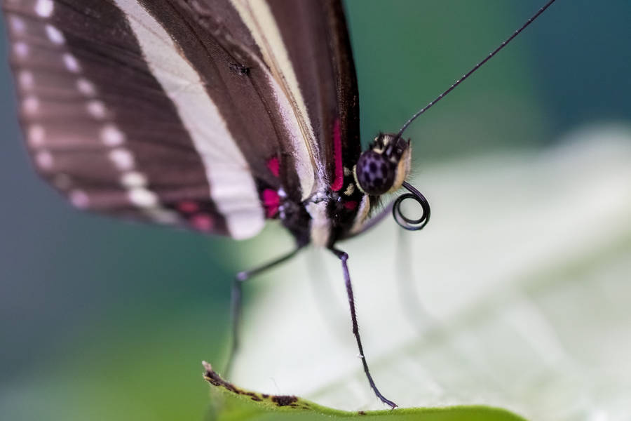 Beautiful Butterfly Tiny Legs Wallpaper