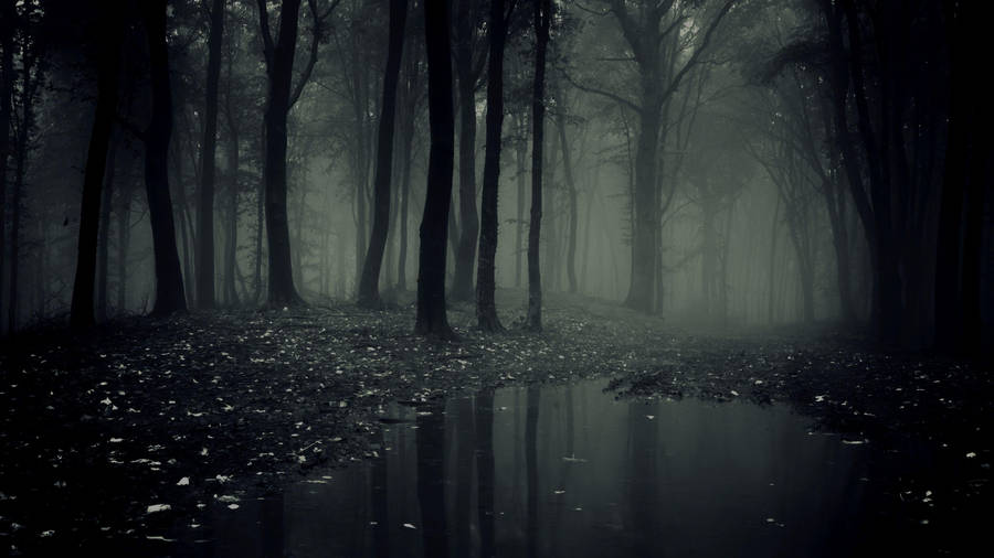 Beautiful Dark Forest With Puddle Wallpaper