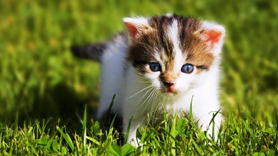 Beautiful Desktop Animal Little Kitten Wallpaper