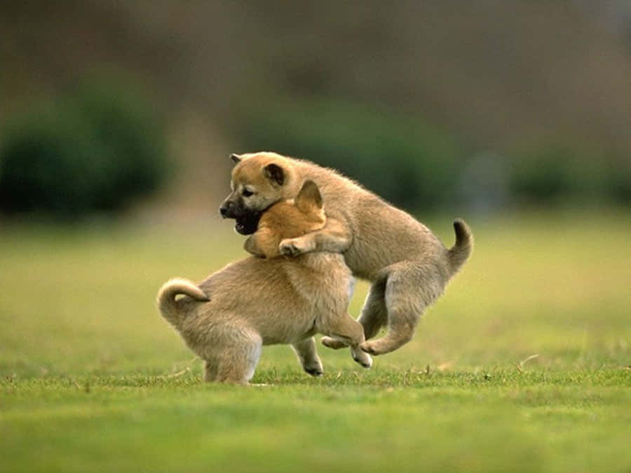 Beautiful Desktop Animal Puppies Playing Wallpaper